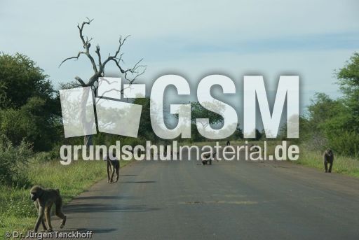 Tschakma Pavian (47 von 48).jpg